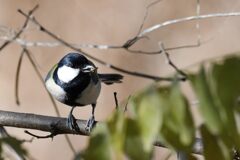 シジュウカラ　　　DSC_4814