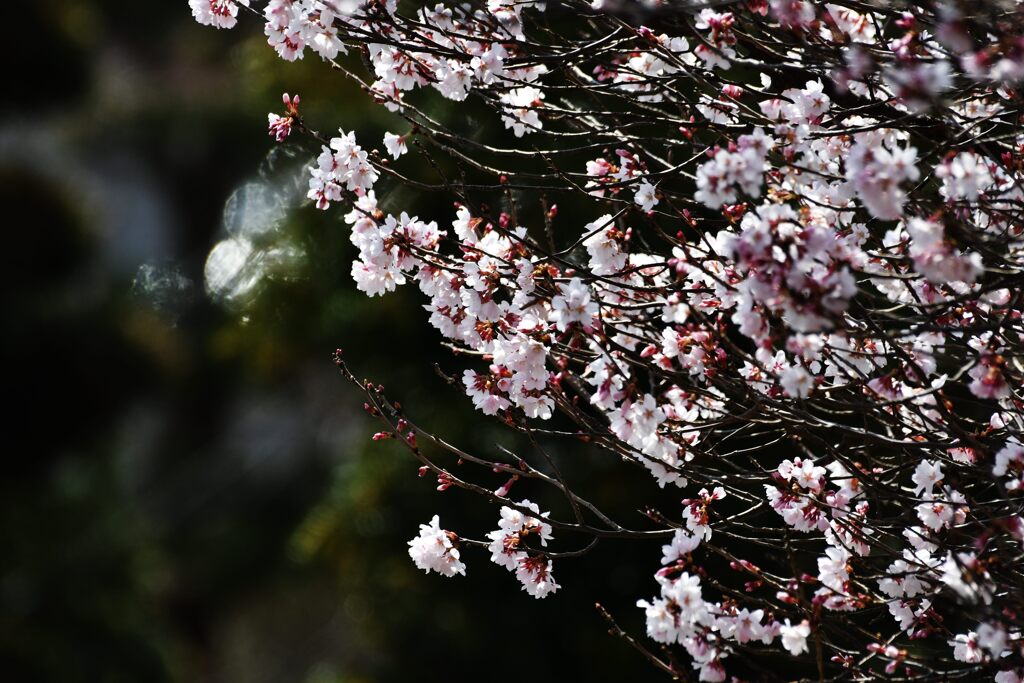 サクラ　１　　DSC_1687