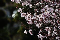 サクラ　１　　DSC_1687