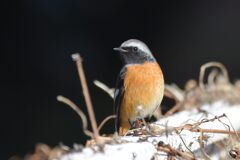 ジョウビタキ　DSC_5991