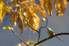 行く秋　DSC_4765