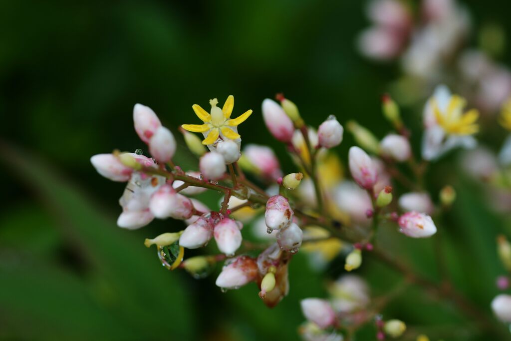 ナンテンの花　DSC_5923