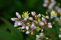 ナンテンの花　DSC_5923