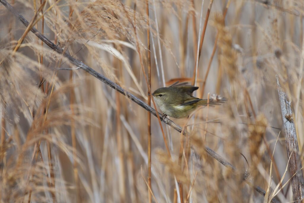みーつけた！　　DSC_5118