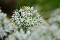 ニラの花　　DSC_5975