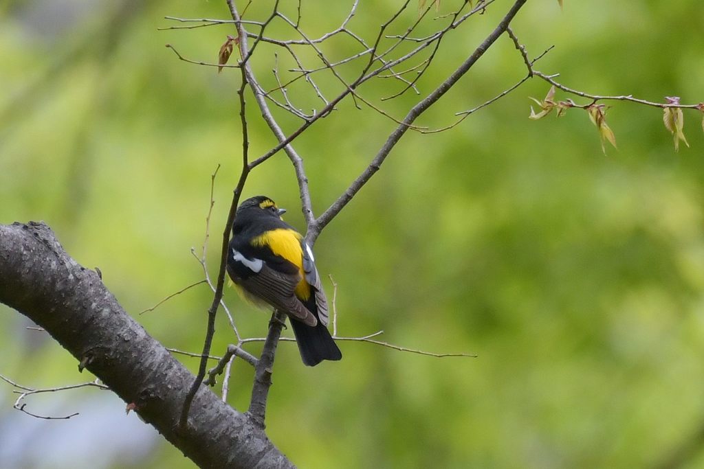 緑の中の黄色　DSC_9950