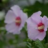 雨に咲く　　DSC_2362