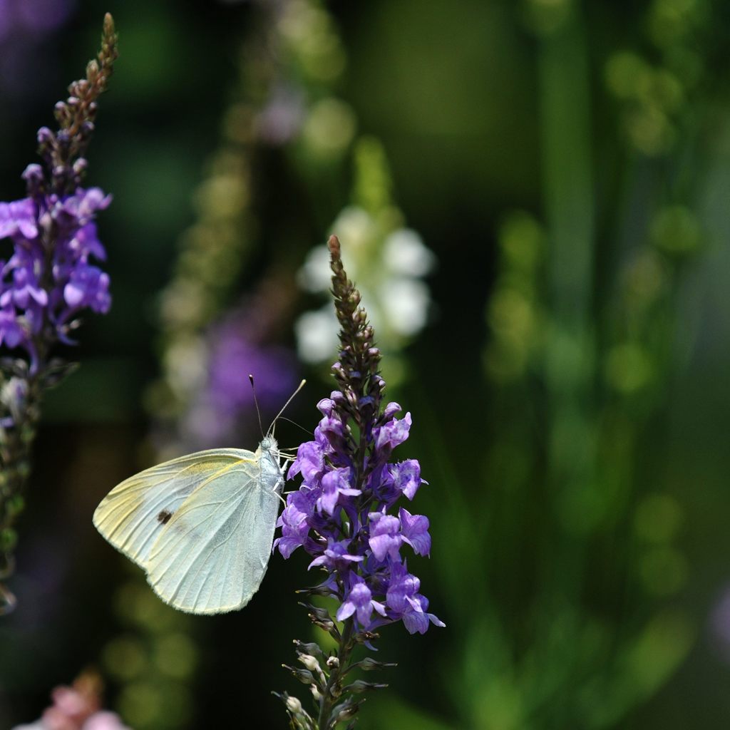 モンシロチョウ　DSC_4091