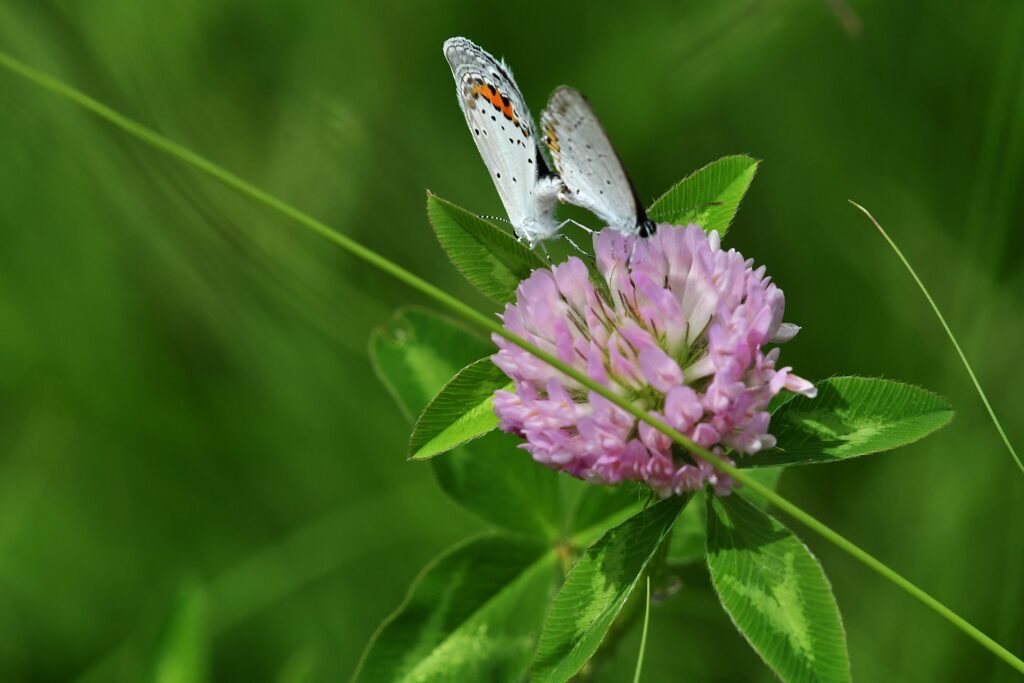 命を繋ぐ　　DSC_9079