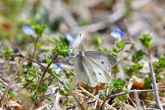 オオイヌノフグリにモンシロチョウ　　　DSC_1148