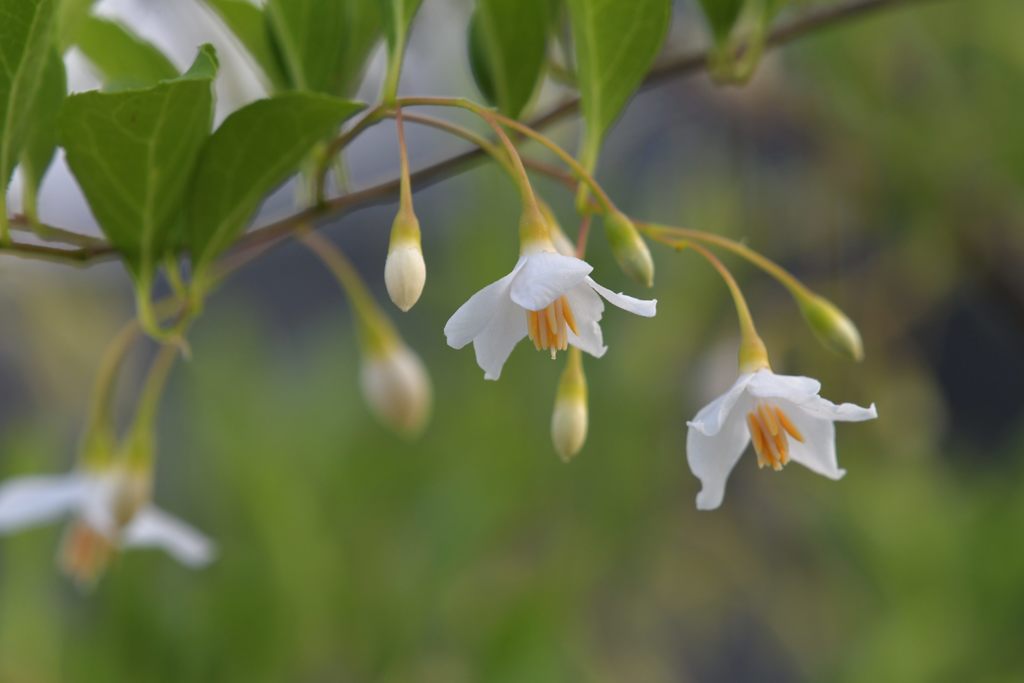 開花　DSC_2746