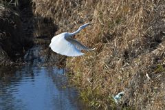 ダイサギ舞う　１　DSC_3093