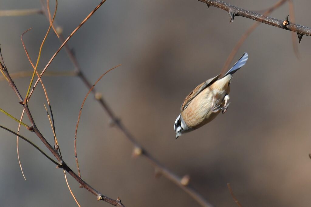 飛びます！　DSC_6087