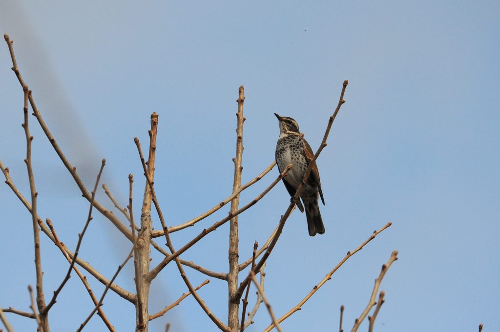 何見てるの？　DSC_0137