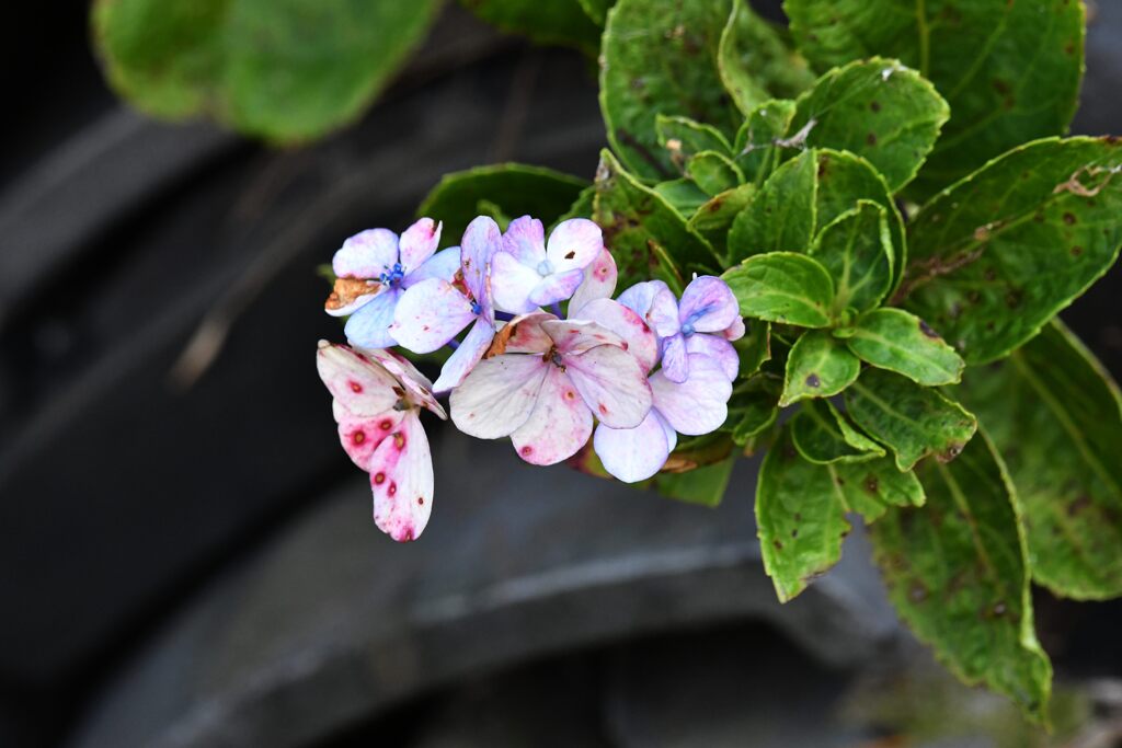 アジサイの残り花　　DSC_3301