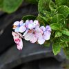 アジサイの残り花　　DSC_3301