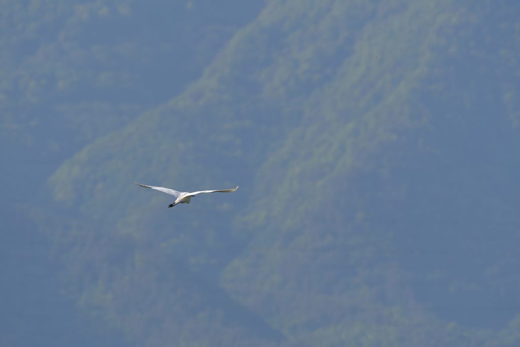 夕暮れに舞い立つ　４　DSC_2686