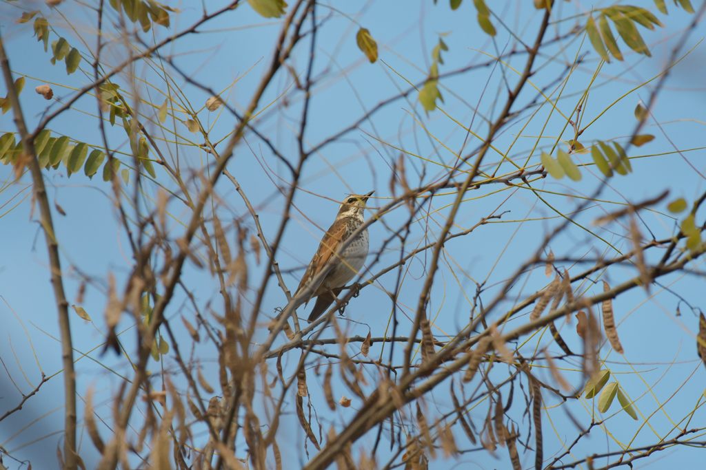 ツグミ　DSC_2732