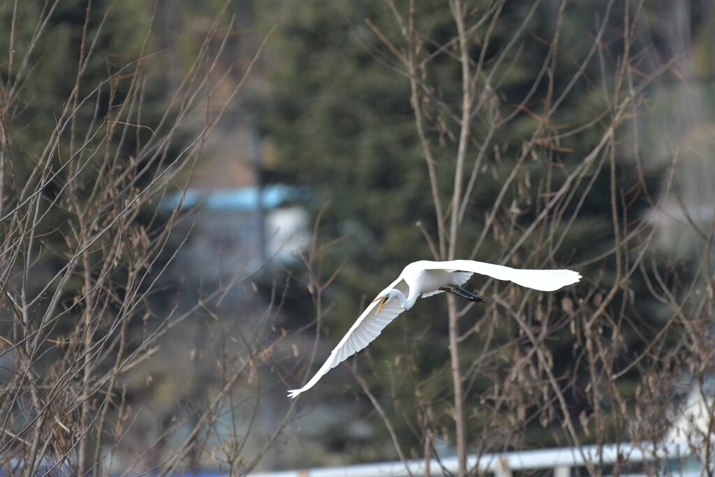 ダイサギ舞う　１　DSC_6300