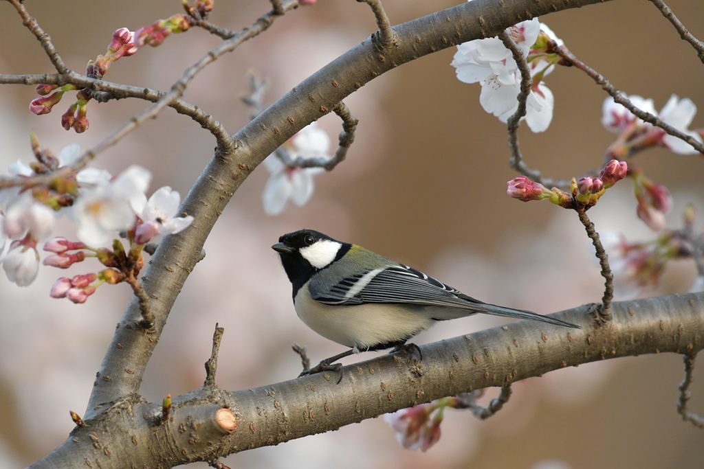 花見するシジュウカラ　DSC_9189