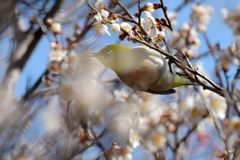 花被り　DSC_7312