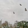 曇天に舞う　　DSC06747