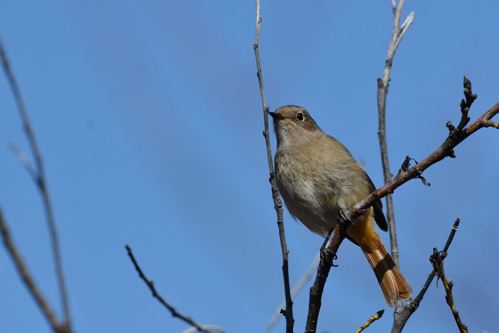 春めいた空の下で　　　DSC_7999