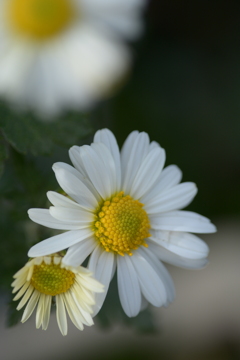 小菊の咲くころ　DSC_7900