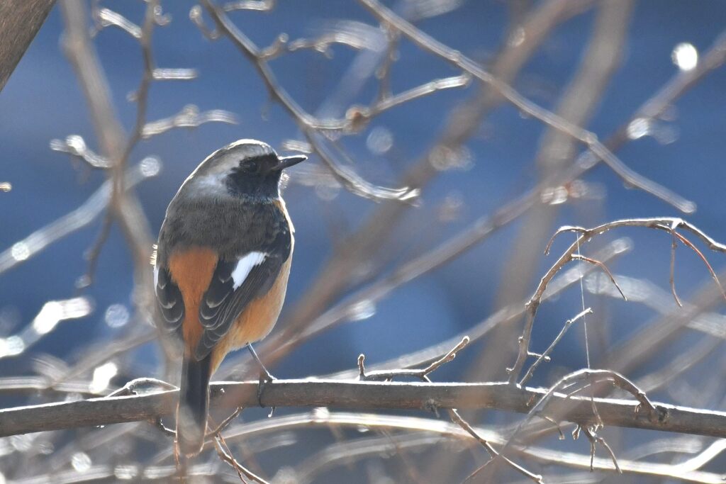 元日のジョウビタキ　　ｔ　DSC_6206