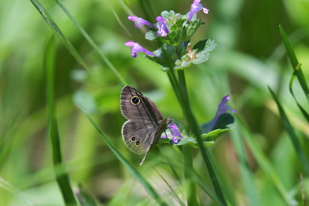 野の花にヒメウラナミジャノメ　　DSC_4277