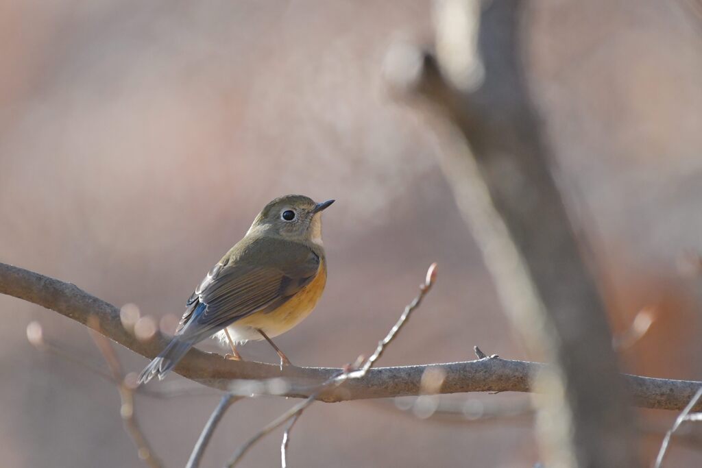 冬の光　DSC_5884