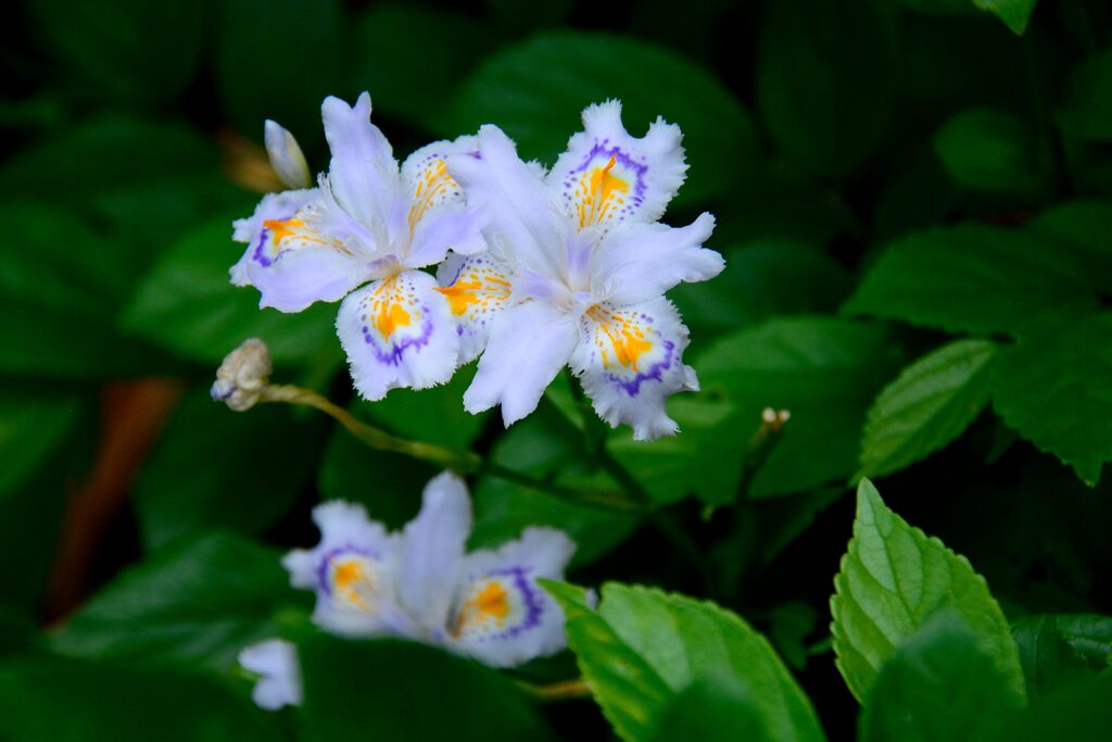 シャガ　　DSC_4379