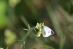 朝食の時間　１　DSC_2314