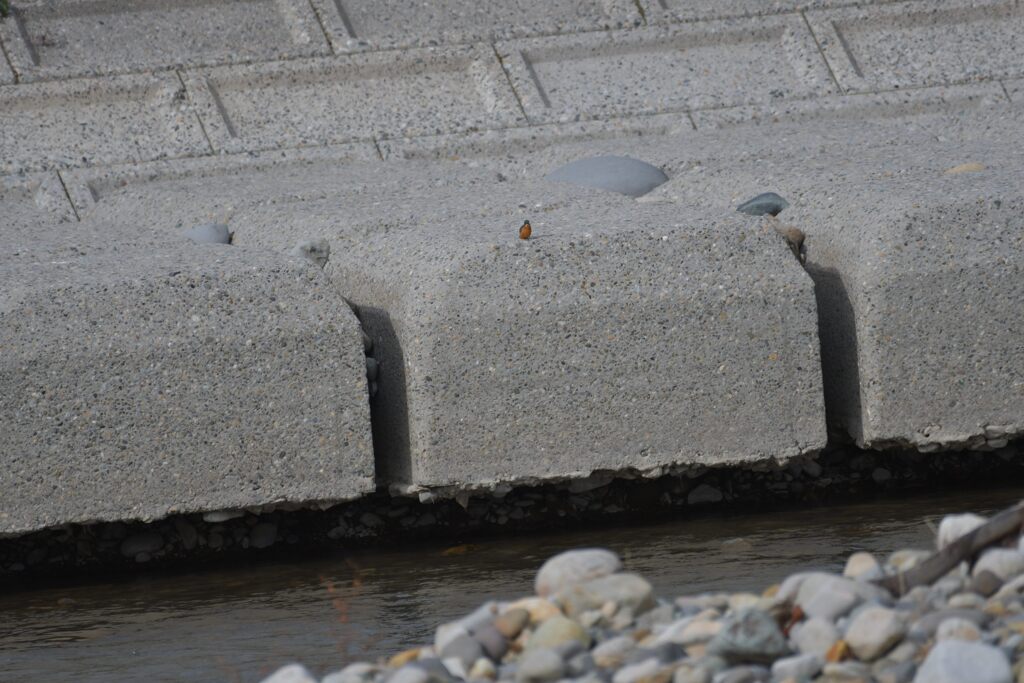 カワセミはどこ？　　DSC_4069