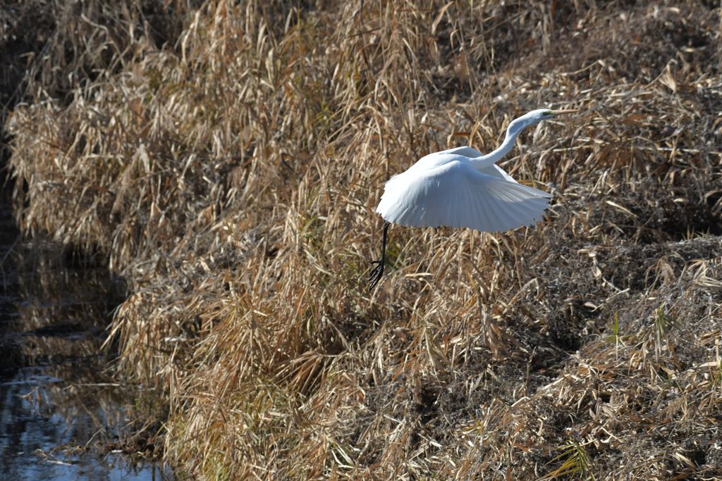 ダイサギ舞う　４　DSC_3096