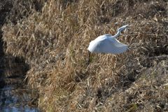 ダイサギ舞う　４　DSC_3096