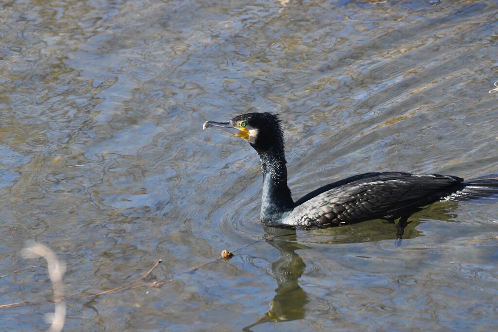 カワウ　　　DSC_7073
