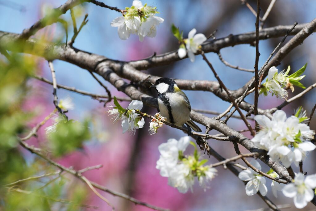 桃の花にシジュウカラ　　DSC_6778