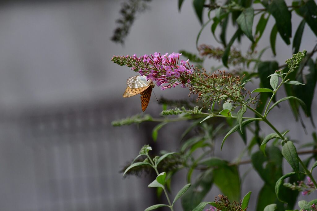 ブッドレアにミドリヒョウモン　　　DSC_1442