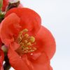 朱い花　　DSC_1566