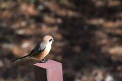 お久しぶり！　DSC_5932
