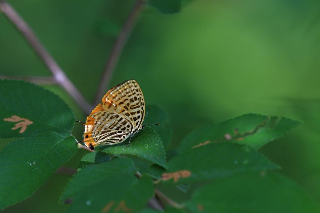 オオムラサキ観察会　８　DSC_5263
