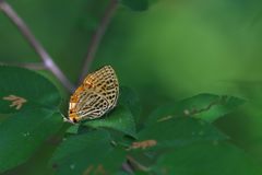 オオムラサキ観察会　８　DSC_5263