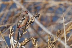 ベニマシコ　　DSC_5728