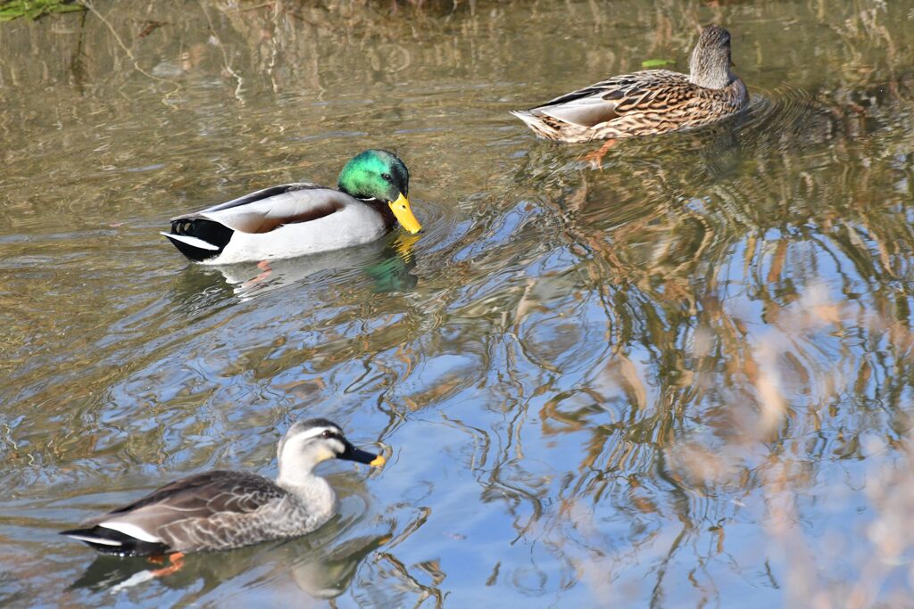 鴨たちの水辺　　DSC_6234