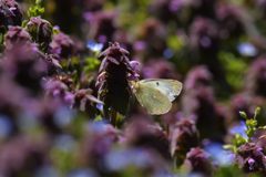 ヒメオドリコソウにモンキチョウ　DSC_9304