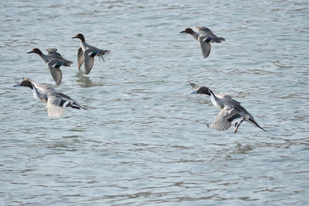 カモたちの着水　　DSC_2035