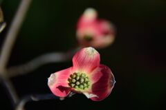 ハナミズキ開花　　DSC_6572