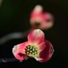 ハナミズキ開花　　DSC_6572