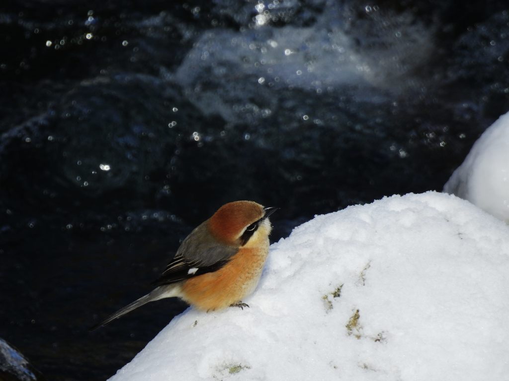 雪の川原　DSCN3607